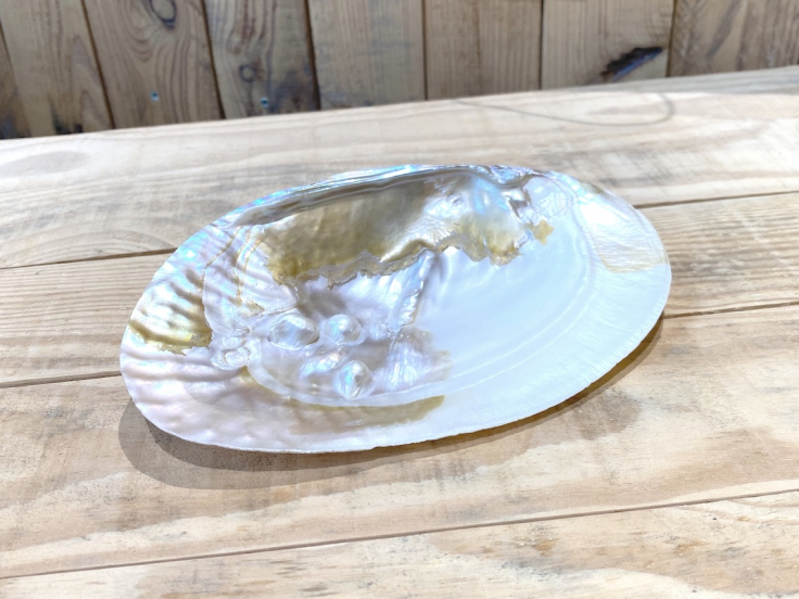 Coquille d’huître perlière