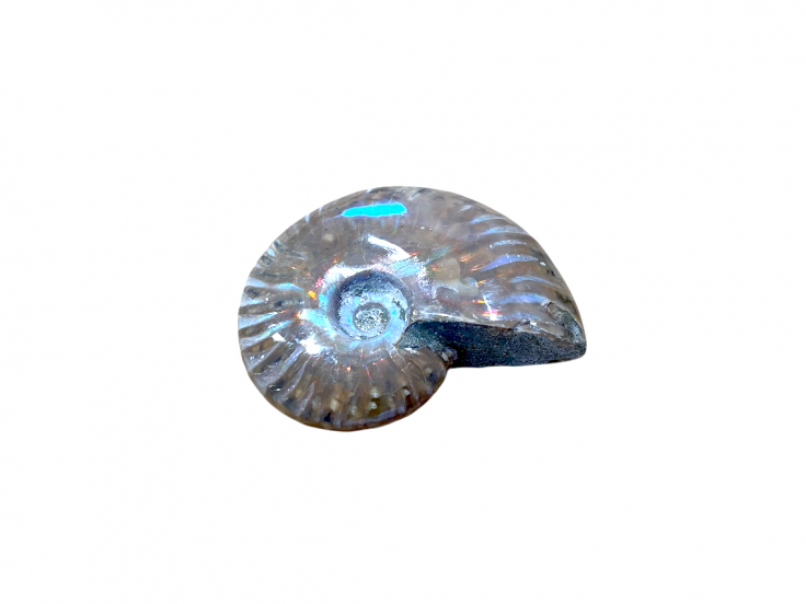 Ammonite opalisée