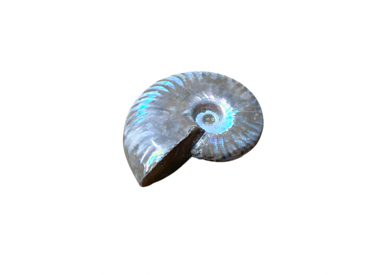 Ammonite opalisée