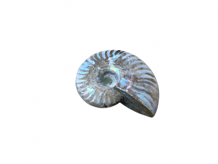 Ammonite opalisée